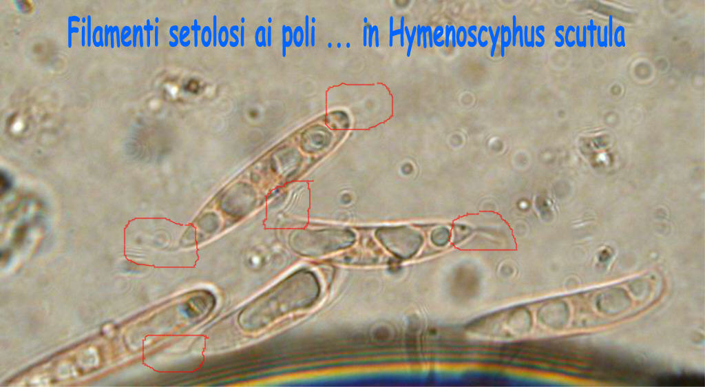 Hymenoscyphus scutula - Mini mini fungo